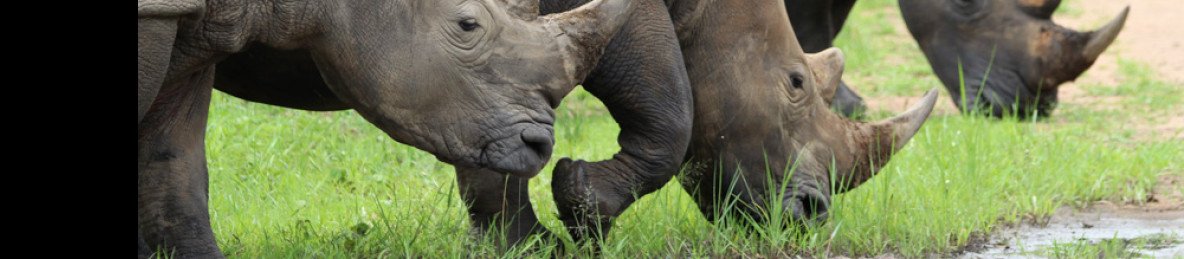 8-Day Exclusive Primates & Wildlife Midrange Safari