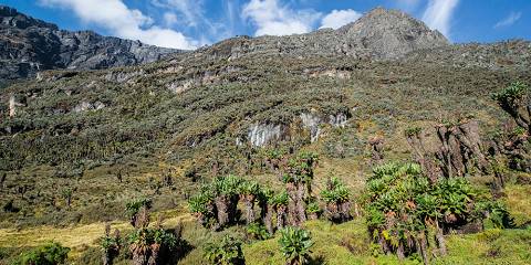 Rwenzori Trekkers Hostel Budget guest house less than 1hr drive from Rwenzori Mountains (Mountain Range) – All Meals Included