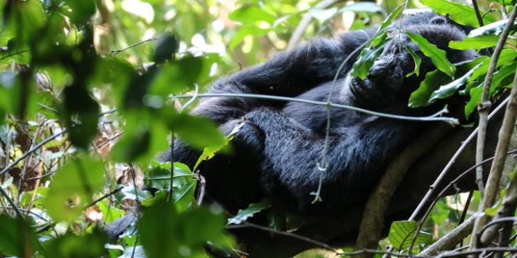 4-Day Rwanda Wildlife Safari and Hi to Gorilla