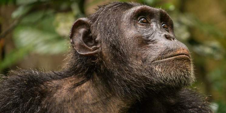 8-Day Classical Uganda Big Five Wildlife and Primates