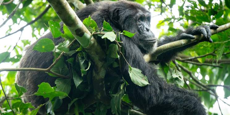 1-Day Ngamba Chimpanzee Tracking and Entebbe