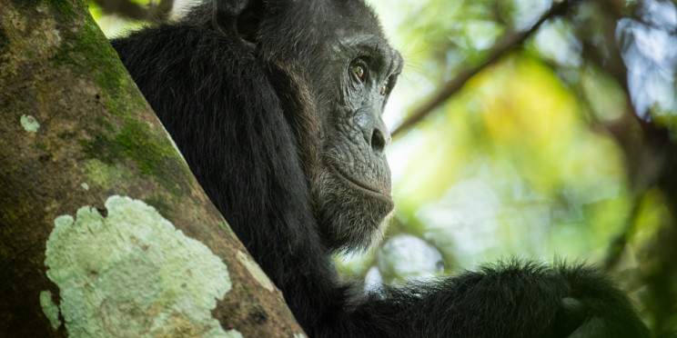 4-Day Uganda Safari with Gorillas and Chimpanzee