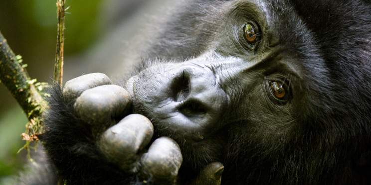 4-Day Luxury Fly into Kigali Trek Gorillas in Uganda
