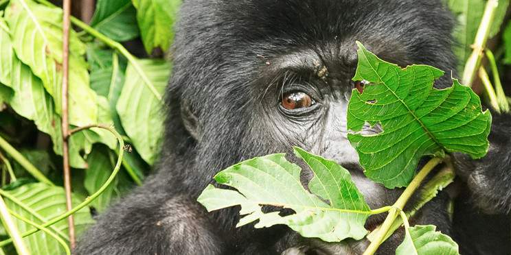 4-Day Rwanda Uganda Gorilla Trekking Tour Experience