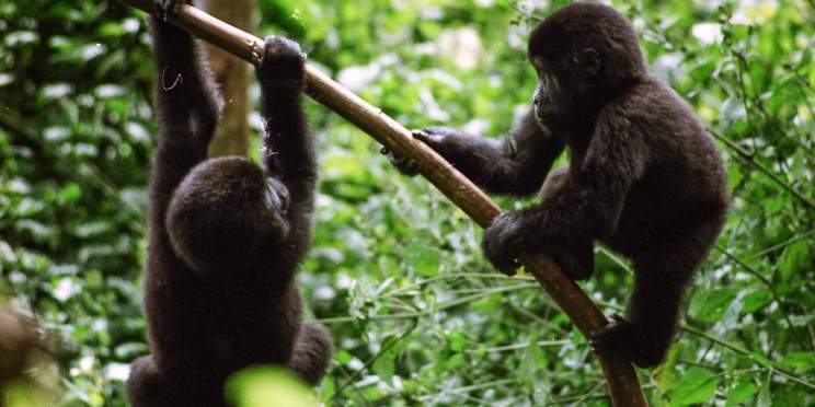2-Day Bwindi Gorilla Trekking from Entebbe