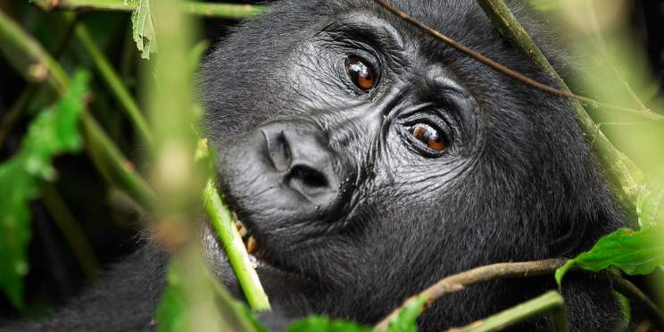 5-Day Mid-Range Chimpanzee & Gorilla Safari Uganda