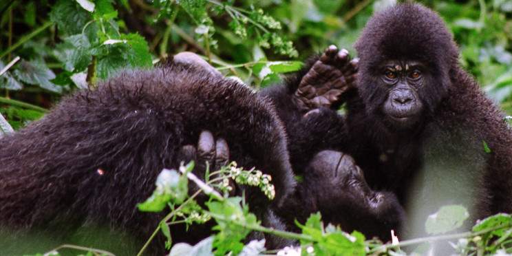 2-Day Gorilla Trekking Experience Kigali to Bwindi