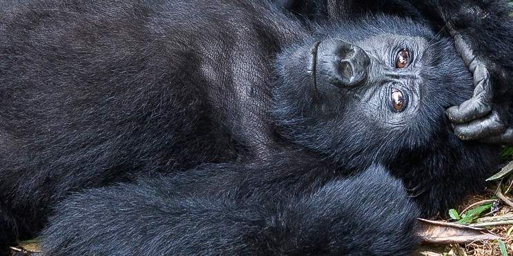 3-Day Gorilla Trekking in Uganda Through Rwanda