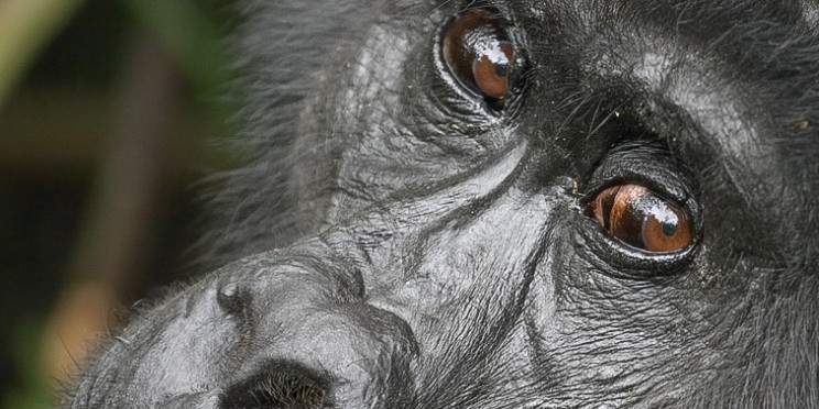 2-Day Gorilla Trekking Experience in Bwindi from Kigali