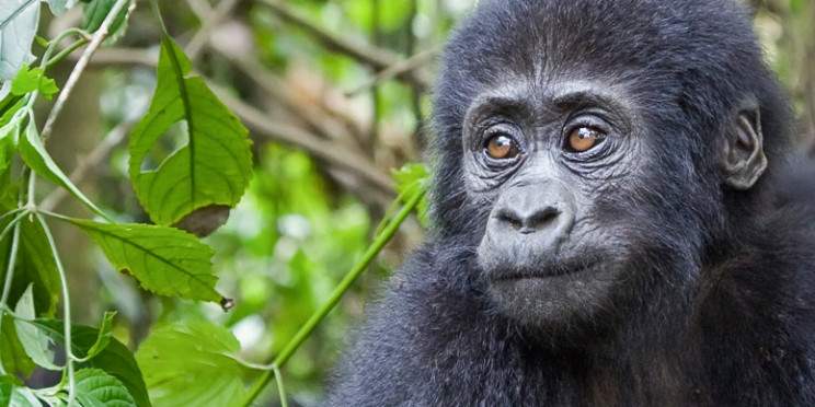 3-Day Gorilla Tracking in Bwindi Impenetrable Park