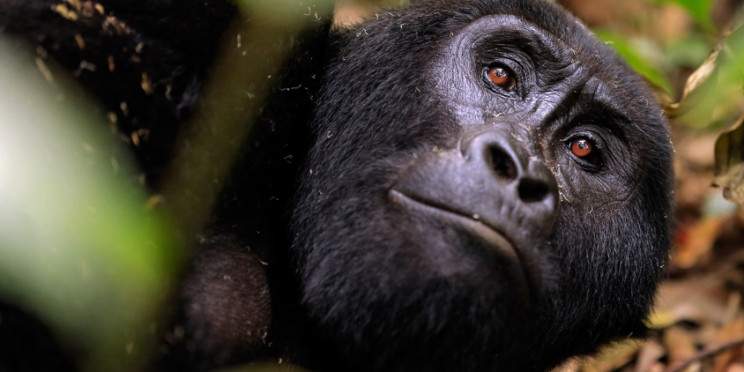 3-Day Uganda Rwanda Primate Safari