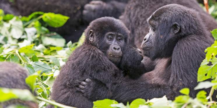 10-Day Complete Uganda Safari Experience