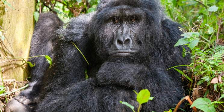1-Day Gorilla Tracking in Uganda from Kigali