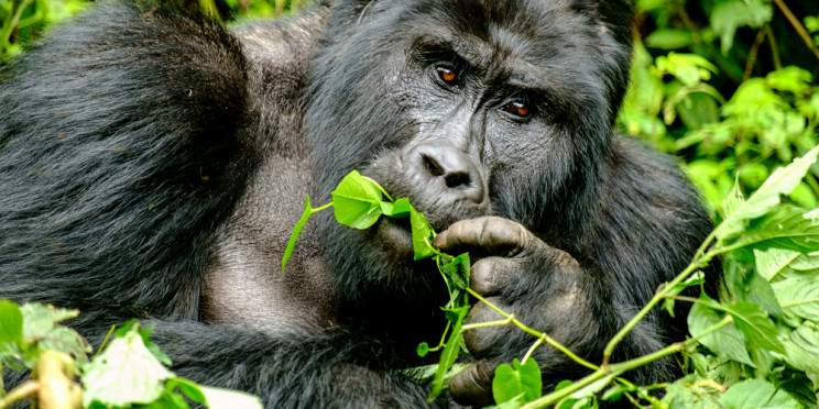 3-Day Rwanda - Uganda Gorilla Safari