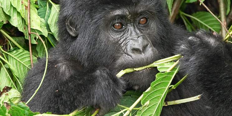 10-Day Bwindi, Amboseli, Masai Mara, Soysambu & Ol Pejeta