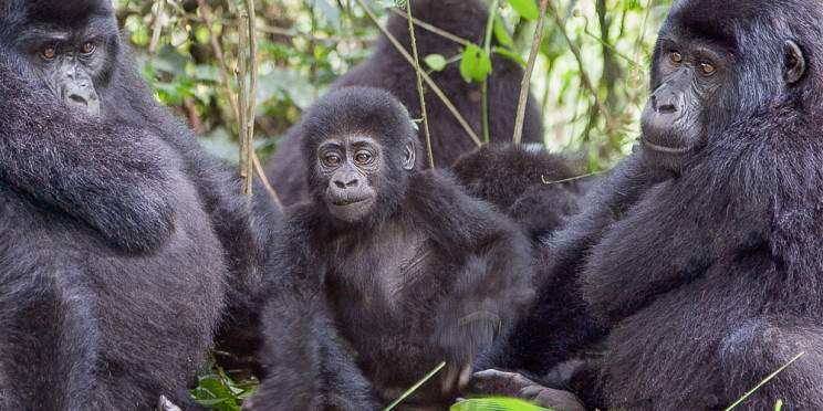 3-Day Gorilla Tracking and Lake Mutanda Budget Tiour