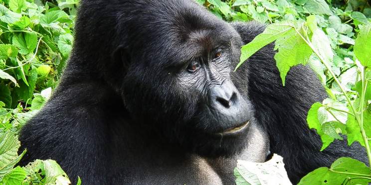 13-Day Great Primates and Serengeti Adventure Tour