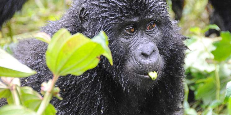 3-Day Bwindi Gorilla Trekking Safari from Kigali Rwanda