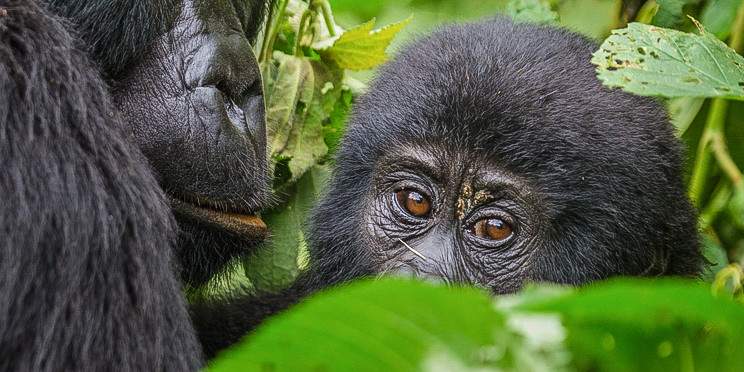 7-Day Holiday Safari Tour in Uganda and Rwanda