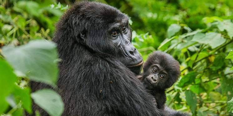 8-Day Classic Uganda Primates & Wildlife Mid Range Tour