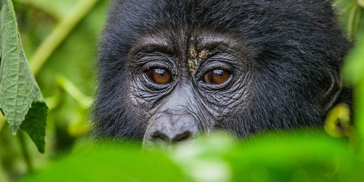 6-Day Pure Primate Expedition