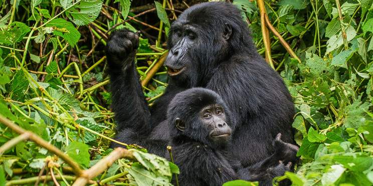 5-Day Rwanda & Uganda Primates, Culture, Wildlife Safari