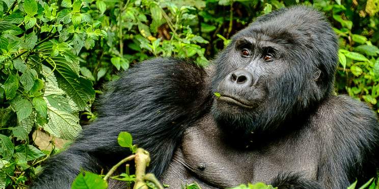 12-Day Rwanda & Uganda Primate Safari Adventure