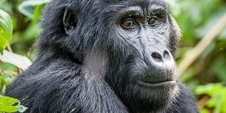 15-Day Rwenzori Mountains Hike, Gorillas and Wildlife