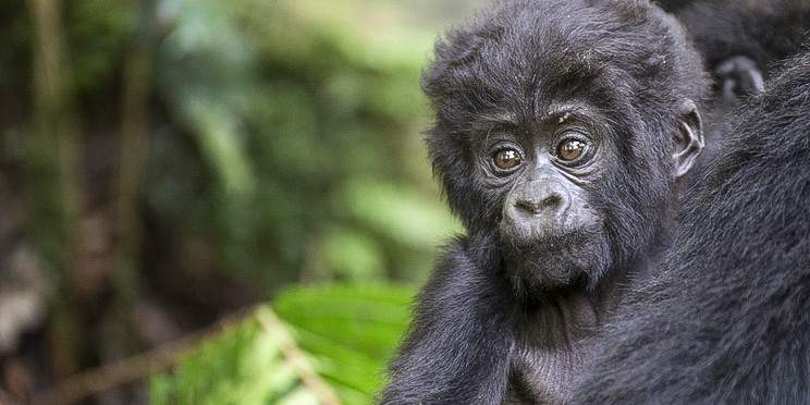 4-Day Double Gorilla Trekking Bwindi/Mgahinga Gorilla NP