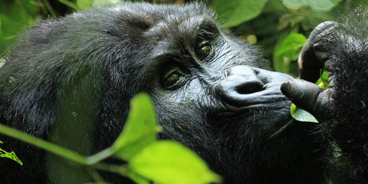 4-Day Virunga Hiking, Gorilla and Golden Monkey Trekking