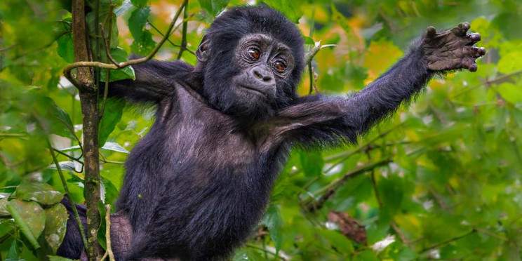 5-Day Gorillas & Chimpanzee Safari