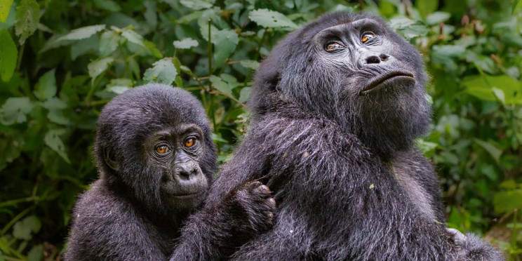 19-Day Best of Uganda, Kenya and Tanzania Safari Tour
