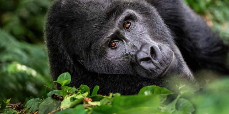 7-Day Uganda Wildlife, Gorillas, and Chimpanzees Safari