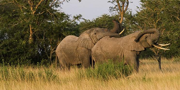 6-Day Uganda Ultimate Wildlife Safari Experience