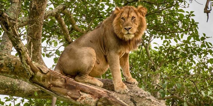 5-Day Queen Elizabeth and Mount Rwenzori Hiking