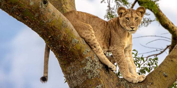 12-Day Big Five, Primates, Boat Cruise and Walking Safari