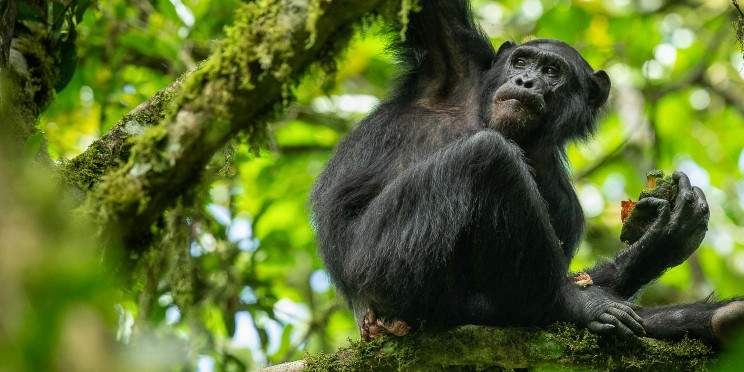 11-Day Primates Playgrounds Journey in Uganda, and Rwanda