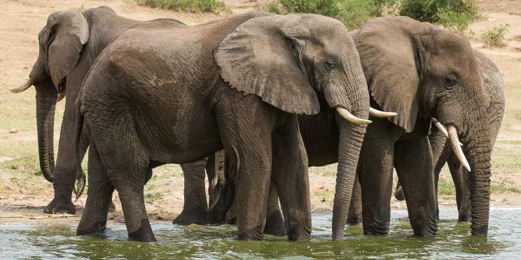 3-Day Luxury Safari at Queen Elizabeth National Park