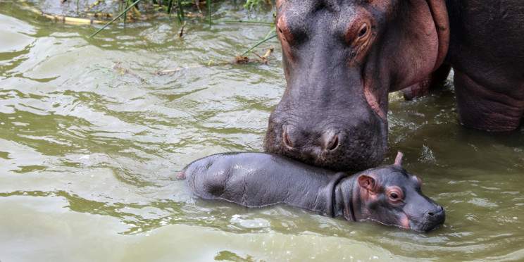 7-Day Rwanda Uganda Wildlife & Primate Safari Adventure