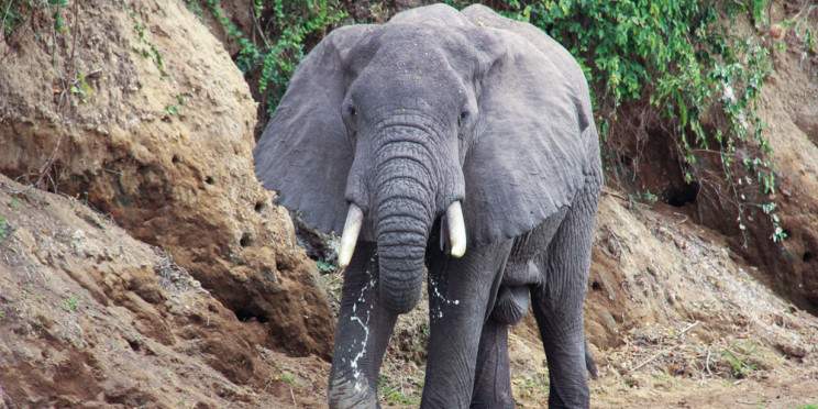 3-Day Murchison Falls Wildlife & Chimp Trek Experience