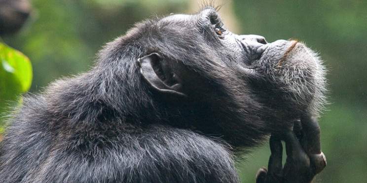 3-Day Kibale Forest National Park-Chimp & Nature Trails