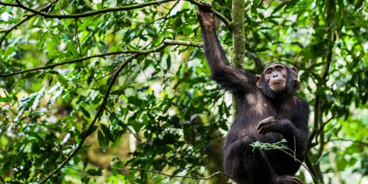 8-Day Uganda Ultimate Primates and Wildlife Safari