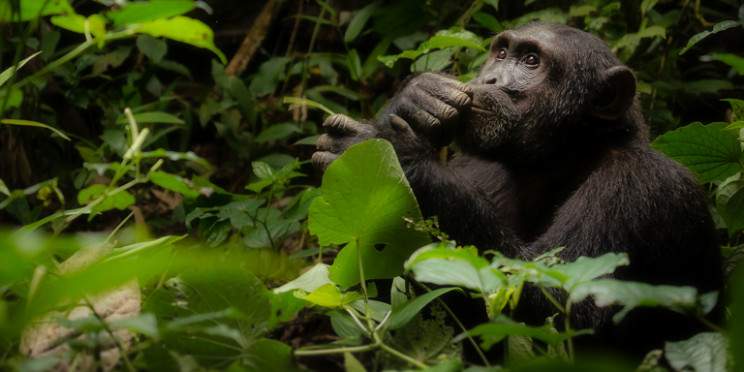 7-Day Explore Uganda and Rwanda