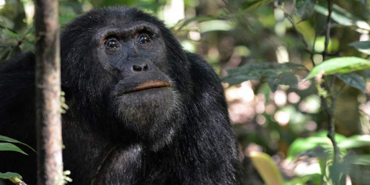2-Day Primate Escape to Kalinzu Forest Adventure