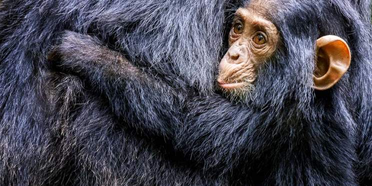 4-Day Uganda Gorillas & Chimpanzee Safari