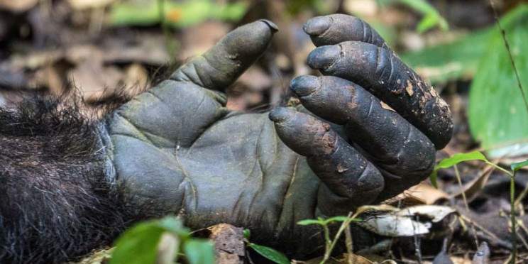 12-Day Rwanda Uganda Safari Extreme Adventure