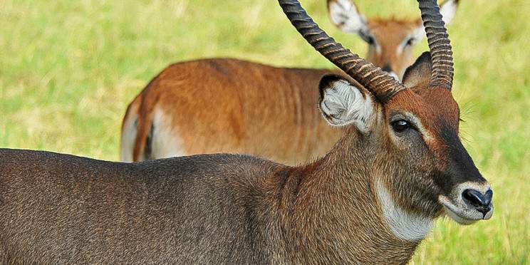 6-Day Rwanda and Uganda Budget Wildlife Safari