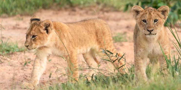 7-Day Sipi Falls, Kidepo Valley NP, and Moroto Tour