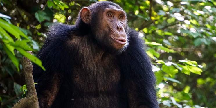 4-Day Murchison Falls NP & Budongo Forest - Chimpazee