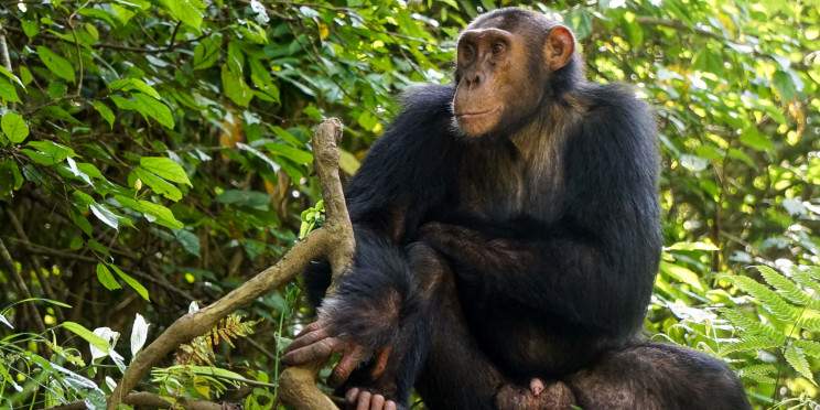 7-Day Uganda Wildlife and Primate Safari Package